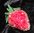 Deko - Erdbeeren - künstliche Frucht ca. 5 cm