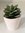 Topf Adilah grün Kaktus ca. 12 cm H D 7 cm Topffarbe Terracotta